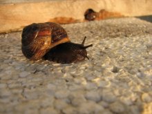 Schnecke / ***