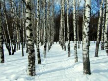 Im Winter Park / *****
