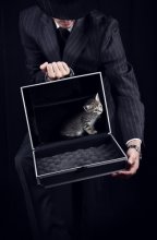 Katze im Koffer / ***