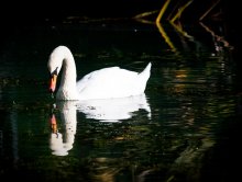 Lonesome Swan / ***
