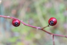 Diese Augen ... / ***