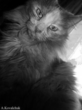 Portrait einer Katze ^ _ ^ / .....................