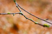 Nach dem Regen / ***