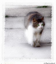 Cat / ***