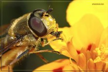 pchelovidka und Pollen / ***