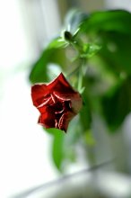 Red Rose - Emblem of Sorrow, Rose Red - Emblem of Love &quot; / ***