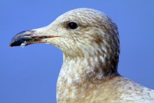 Möwe / ***