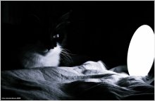 der Nacht, eine Katze und eine Lampe. / ------