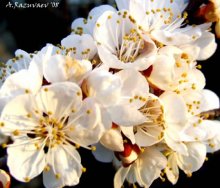 Blumen / .......................