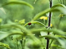 Green World ... / ***