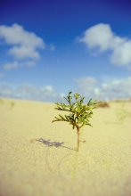 alone in sands / ***