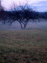 Nebel / ***