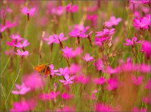 Von Motten und Sommer / ***