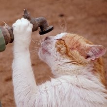 Durst und Katze. / ....................