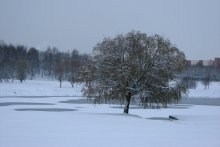 Posing einen Baum / ***