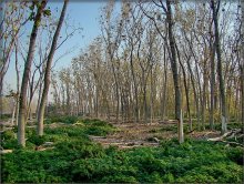 Brave Wald / Toronto Outer Harbour, Tommy Thompson Park