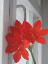 Rote Blume / ***