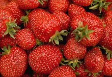 Erdbeere / ***