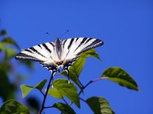 Schmetterling / ***