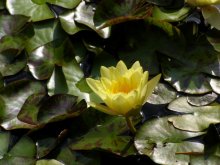 Lotus / ***