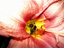 Biene bei der Arbeit) / ***
