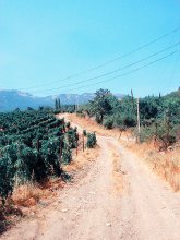 Winelands / ***