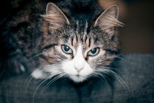 Katze / ***