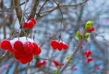 Und unter dem Fenster links neben dem Flieder und Schneeball ... / ***