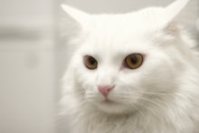 Katze / ***