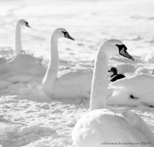 Swans / ***