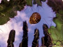 im Web ... / ***