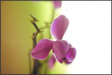 Orchidee / .............