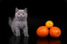 Orangen / ***