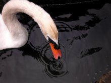 Schwan / ***