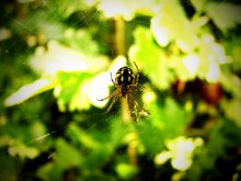 Arachnidian Sommer. / ***