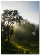 Über das Licht ... / ***