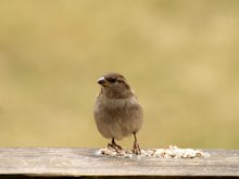 Sparrow / ***