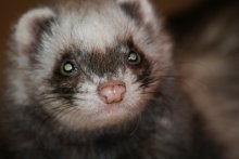 Ferret / ***