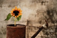 mit einer Sonnenblume .... / ***