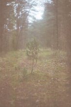 Baum / ***