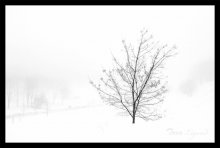Winter Nebel / .....