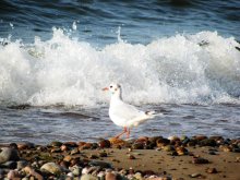 Möwe / ***