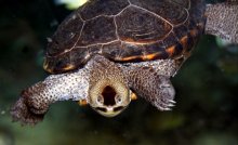 Smile Tortillas / ***