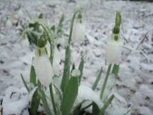 Schneeglöckchen im Schnee / *****