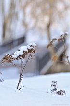 Duft des Frühlings / .............