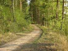 Waldweg in der Länge Ufern des Dnjepr / ***