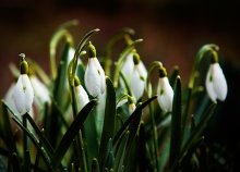 Annäherung an den Frühling / ***