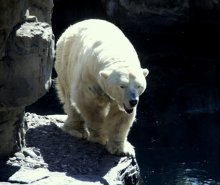 Frühling im Zoo / ***