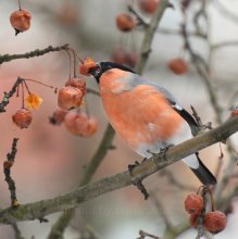 fluffy fruit / ***