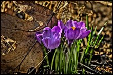 Ich gratuliere allen Frühling! / ***